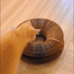 Kat speelt nieuwsgierig met de Kattenscratcher