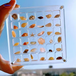 DisplayCase™ | Acrylic Display Case for Seashells & Collectibles