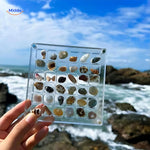 DisplayCase™ | Acrylic Display Case for Seashells & Collectibles